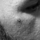 face-dermal-piercing-hershey-tattoo